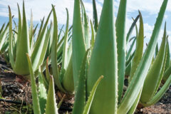 Aloe Vera řada